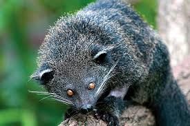 Binturong