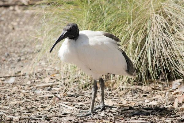 Ibis Putih Kepala Hitam