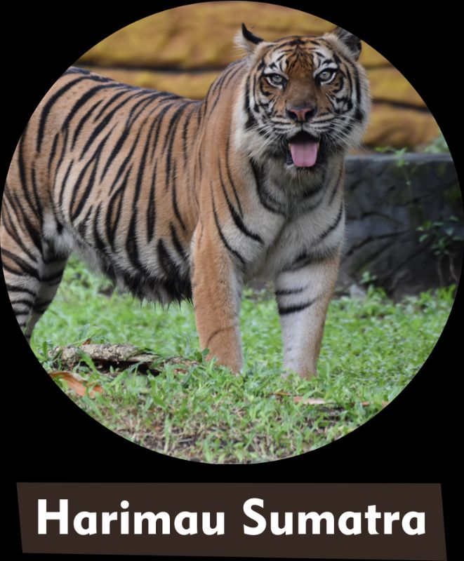 Harimau Sumatra