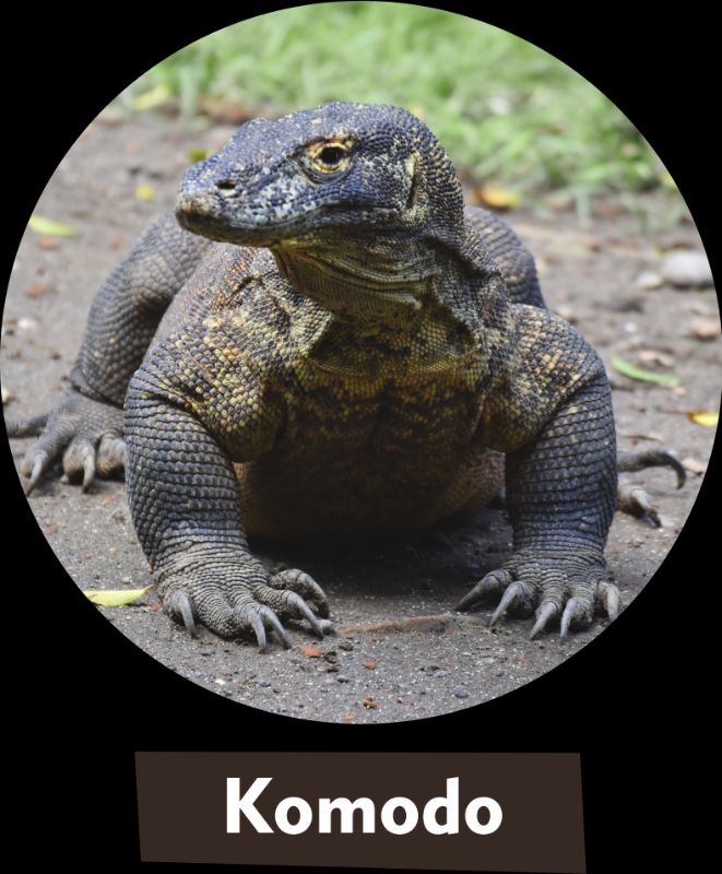Komodo