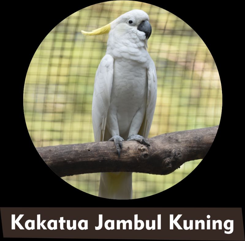 Kakatua Jambul Kuning
